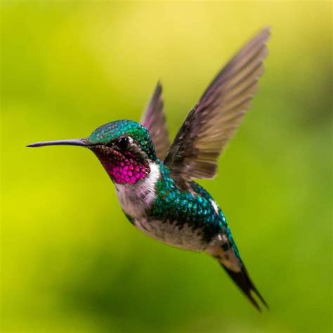 Dépassement et nouvelle légende du colibri
